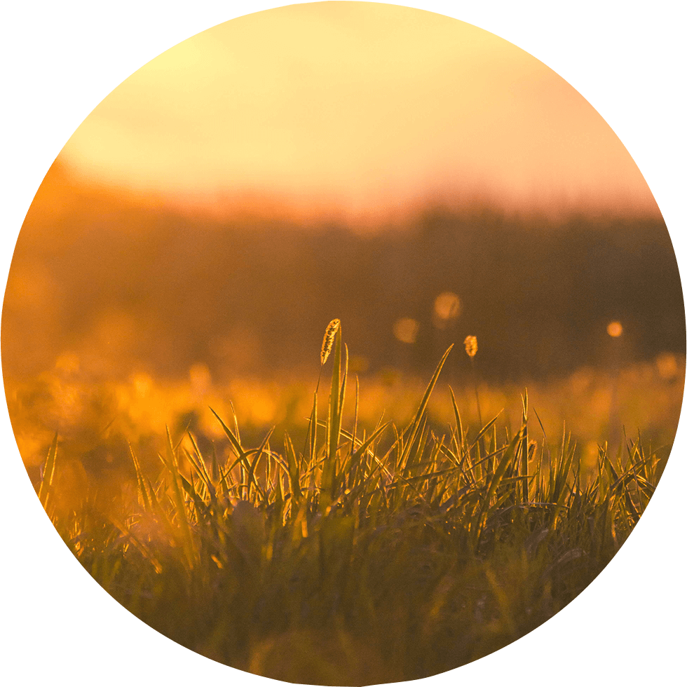 gras
