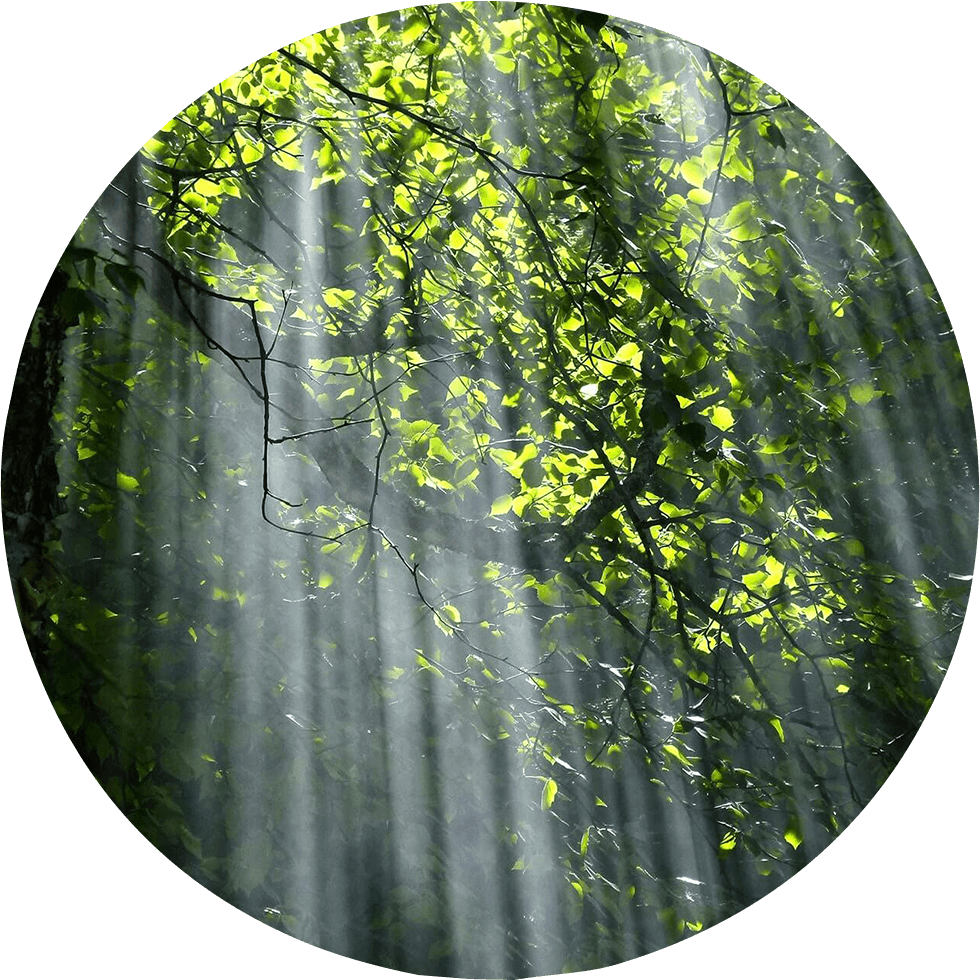 licht